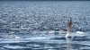 Лебеди-кликуны зимовали на Телецком озере 